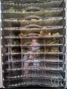 Seasoned Kale in the dehydrator along with other veggies my mum is dehydrating.